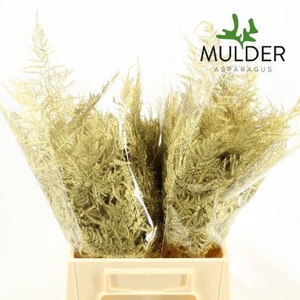 Asp KLB H% 1e Veren Gold