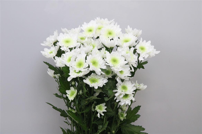 <h4>Chr T Radost</h4>