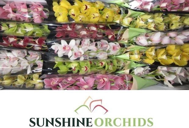 <h4>CYMB MI GEM</h4>