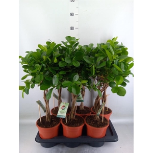 Ficus microcarpa 'Moclame'