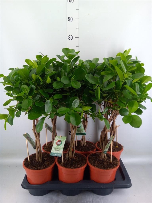 <h4>Ficus microcarpa 'Moclame'</h4>