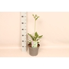 vaste planten 19 cm  Hosta Patriot afd. 1