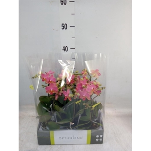 Phalaenopsis multi.   ...orange