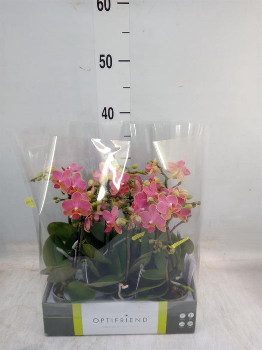 <h4>Phalaenopsis multi.   ...orange</h4>