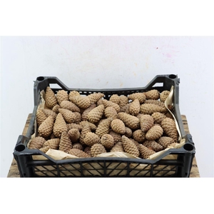 Pinea Mini Naturel X150 Crate