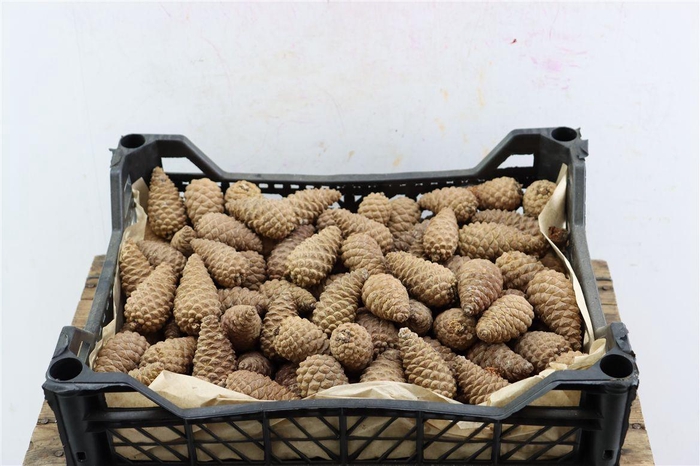 <h4>Pinea Mini Naturel X150 Crate</h4>