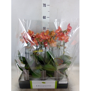 Phalaenopsis multi.   ...orange