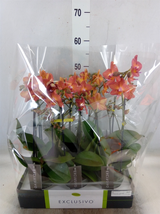 <h4>Phalaenopsis multi.   ...orange</h4>