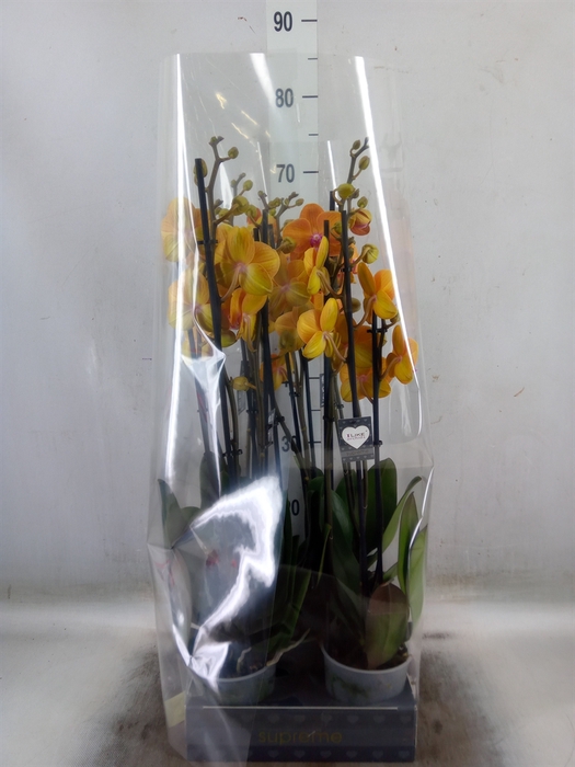 <h4>Phalaenopsis  'Ant Bologna'</h4>