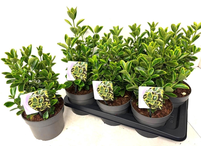 <h4>EUONYMUS JA MARIEKE</h4>