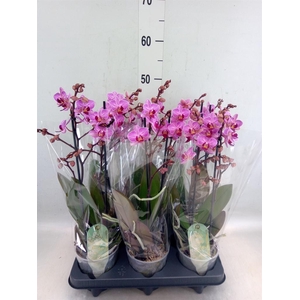 Phalaenopsis multi. 'Ant Santiago'