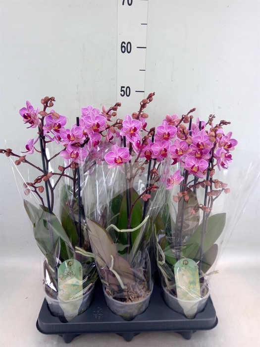 <h4>Phalaenopsis multi. 'Ant Santiago'</h4>