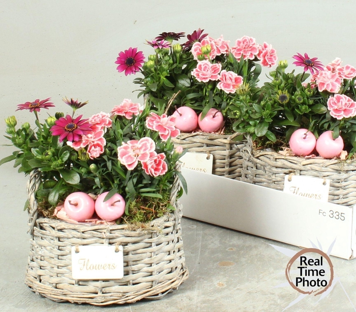 <h4>ARR TUINPLANTEN</h4>