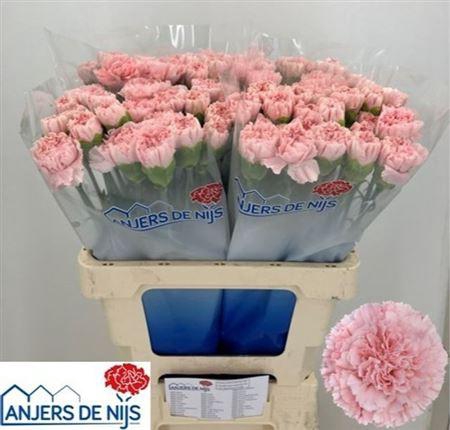 <h4>Di St Doncel</h4>