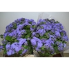 AGER H BLUE HORIZON