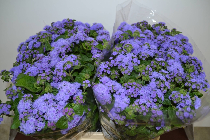 AGER H BLUE HORIZON