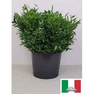 RUSCUS KORT PB