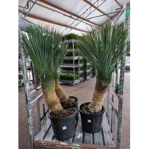 YUC ROSTRATA