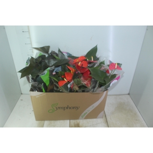 ANTHURIUM VARIADO P15