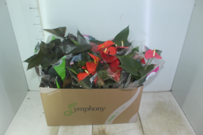 <h4>ANTHURIUM VARIADO P15</h4>