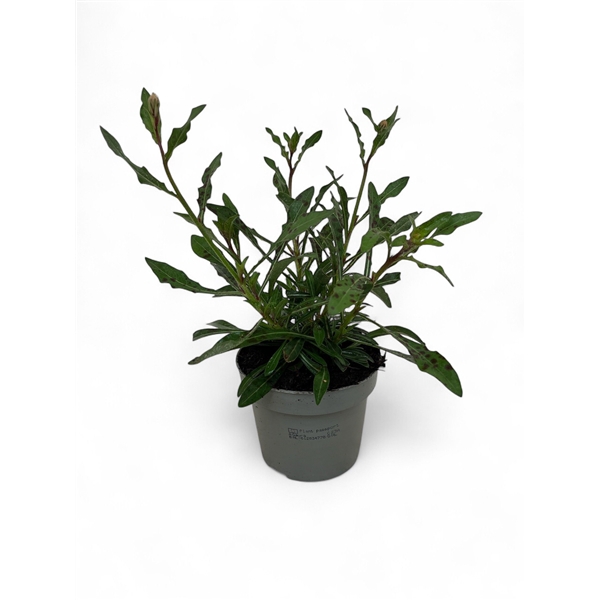 <h4>Gaura lindheimeri Belleza White</h4>