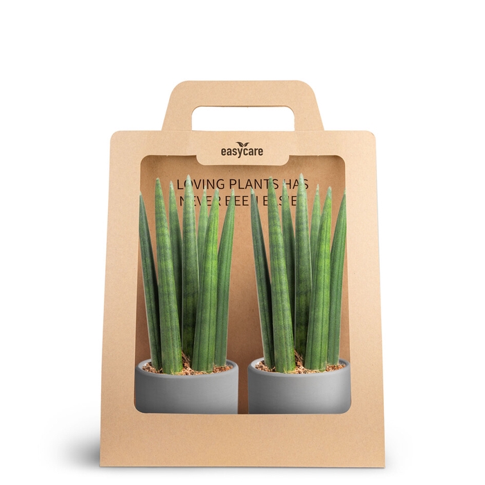 2-Pack Raw Grey, Straight