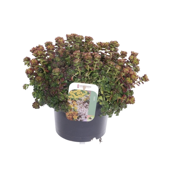 <h4>Sedum oreganum</h4>