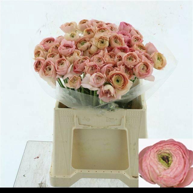 <h4>RAN SU VENERE</h4>