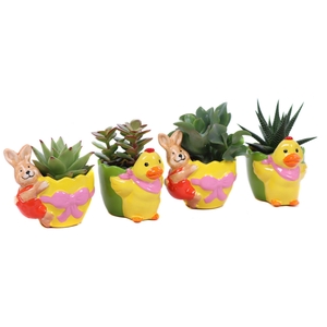 Succulenten mix in planter 