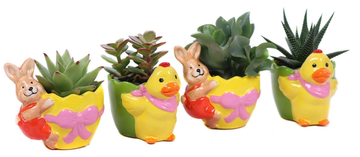 <h4>Succulenten mix in planter "Duck and bunny are really fun</h4>