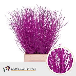 Betula Birch Fuchsia