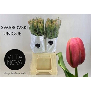 Tu F Du Swarovski