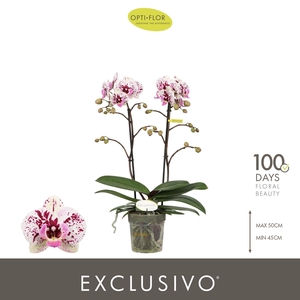 Phalaenopsis multi.   ...