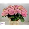 Hydrangea mag revolution spray