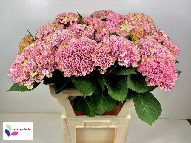 Hydrangea mag revolution spray