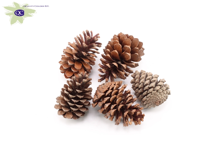 Maritima 10-14cm 25 pc in bag Natural