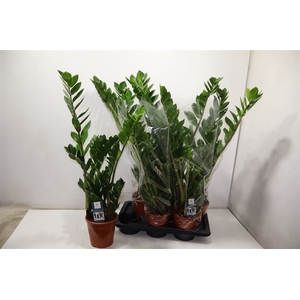 Zamio Zamiifolia