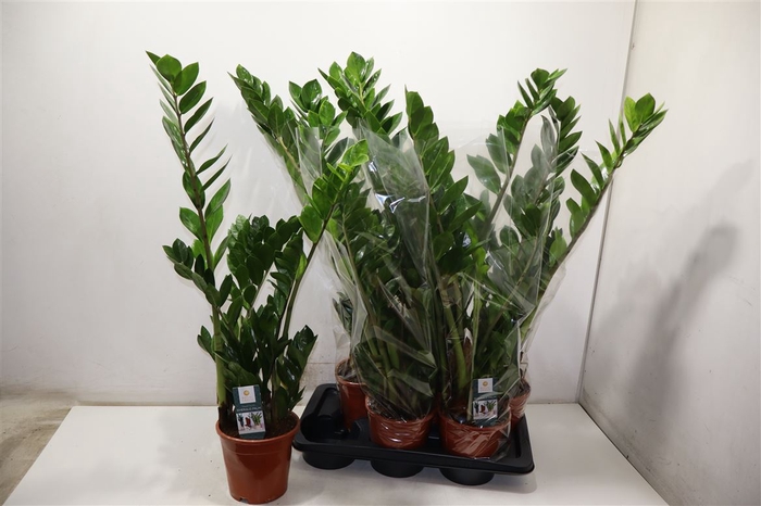 <h4>Zamio Zamiifolia</h4>