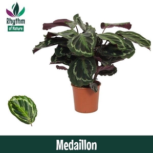 Calathea 14cm Medaillon - Rhythm of Nature
