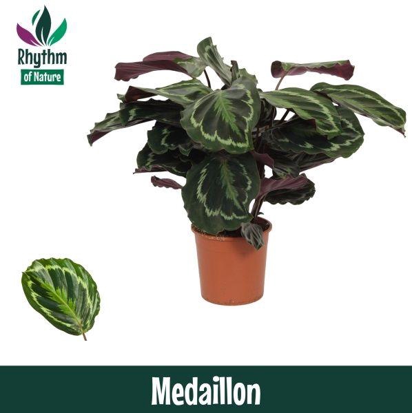 Calathea 14cm Medaillon - Rhythm of Nature