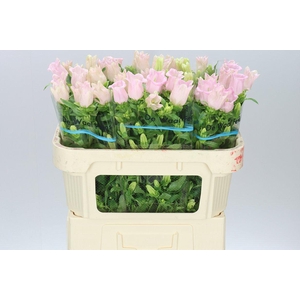 Campanula M Champ Pear Pink