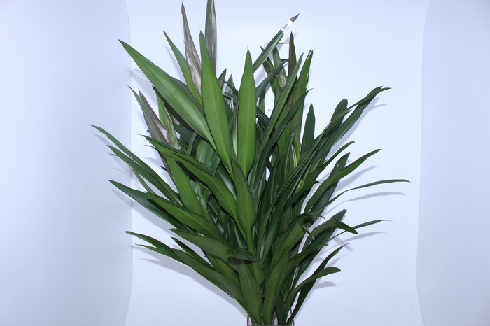 FOLHAGEM DRACENA POA 000