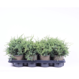 Juniperus x pfitzeriana 'Pfitzeriana Glauca'