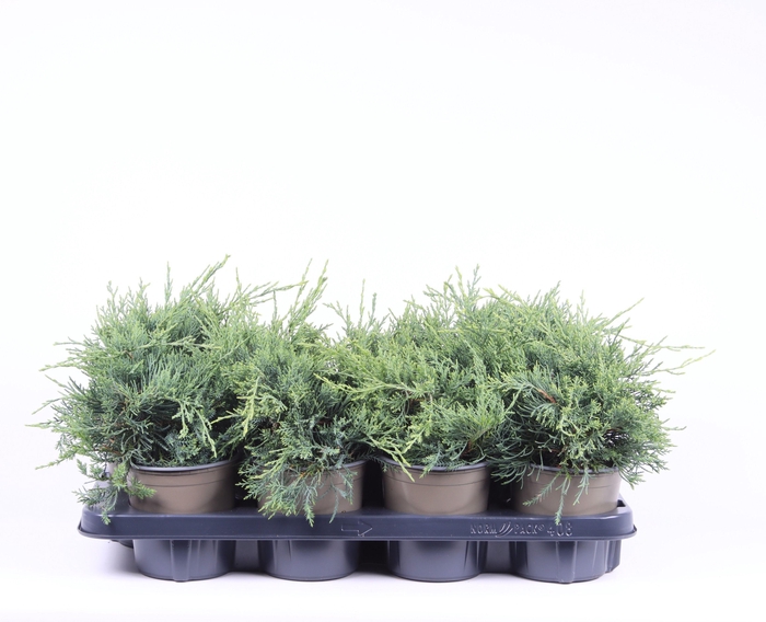 <h4>Juniperus x pfitzeriana 'Pfitzeriana Glauca'</h4>