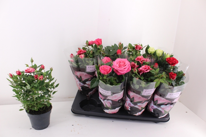 <h4>RO PATHIT GEM 4 SRT</h4>