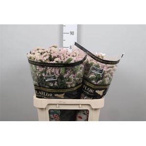 Lim S Apricot Sun Birds