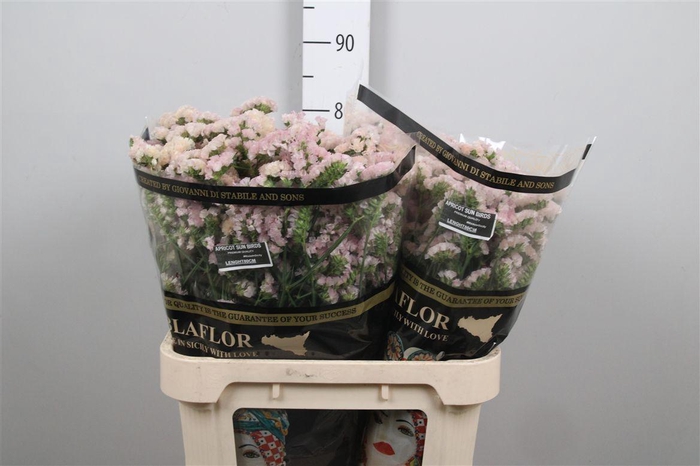 <h4>Lim S Apricot Sun Birds</h4>