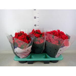 Begonia elat. HL 'Betulia'