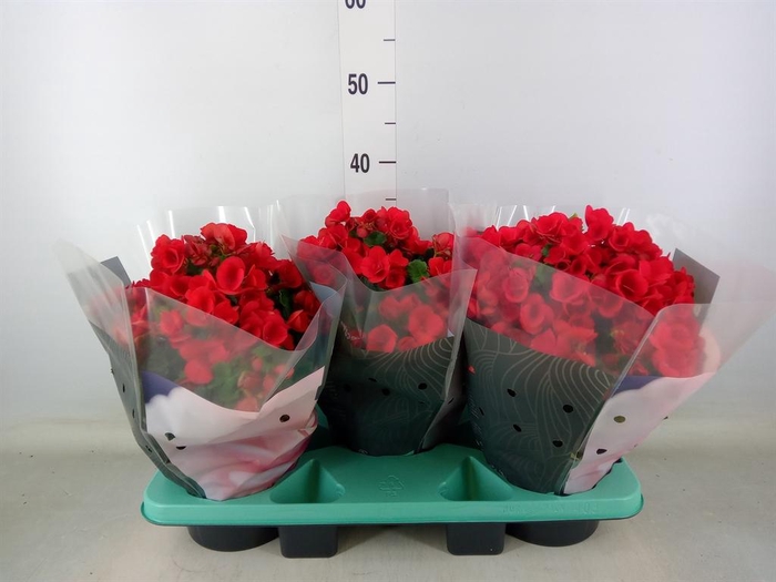 <h4>Begonia elat. HL 'Betulia'</h4>