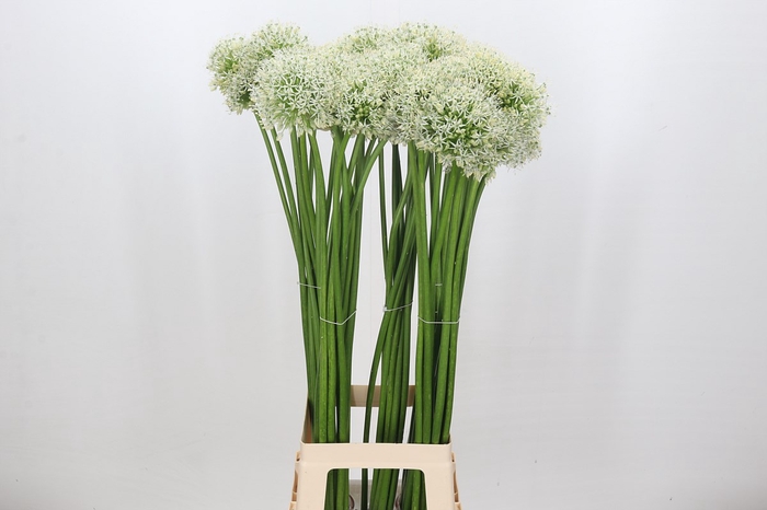 <h4>Allium White Giant</h4>